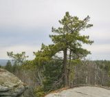 Pinus sibirica. Взрослое дерево. Пермский край, Гремячинский р-н, хр. Рудянский Спой, ур. Каменный Город, вершина останца. 10.10.2020.