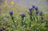 Gentiana triflora