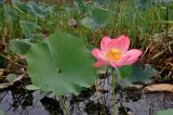 Nelumbo caspica