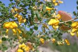 Colutea orbiculata. Часть ветви с цветками и плодами. Узбекистан, Сурхандарьинская обл., горы Байсунтау, долина р. Сангардак выше кишлака Бахча, щебнисто-каменистый склон. 31.05.2021.