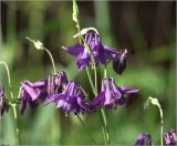 Aquilegia vulgaris