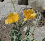 Glaucium flavum