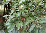 семейство Rosaceae. Ветви с соплодиями с незрелыми плодами. Абхазия, г. Сухум, Сухумский ботанический сад. 25.09.2022.