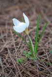 Crocus hyemalis. Цветущее растение. Израиль, лесопарк Шоам. 11.12.2022.