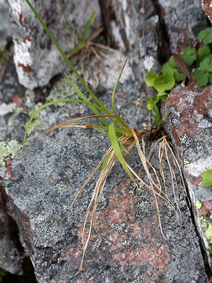 Изображение особи Carex atrata.