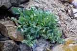 Mertensia maritima