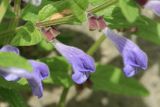 Scutellaria galericulata