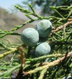 Juniperus turcomanica. Шишкоягоды. Копетдаг, Чули. Май 2011 г.