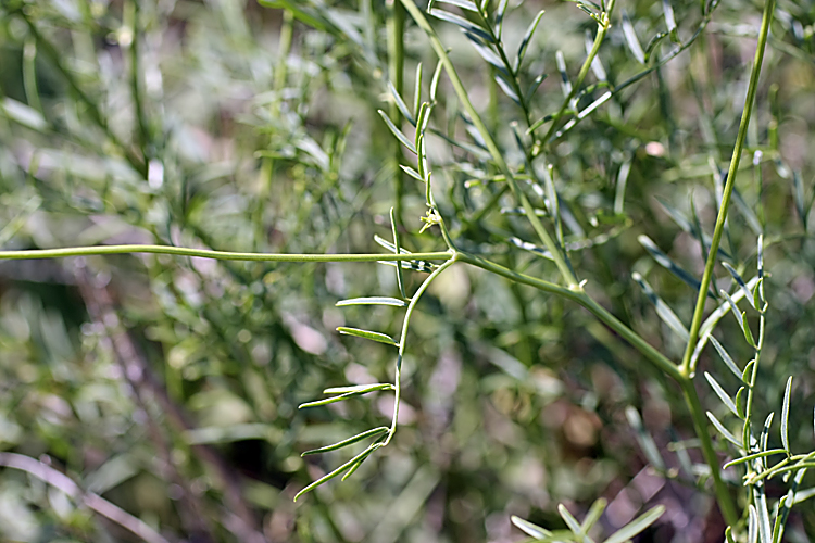 Изображение особи Astragalus pseudomacropterus.