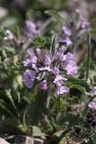 Phlomoides boraldaica. Соцветие. Южный Казахстан, горы Каракус; высота 960 м н.у.м. 20.04.2012.