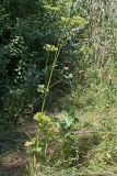 Heracleum sibiricum