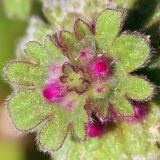 Lamium amplexicaule. Верхушка расцветающего растения. Ростовская обл., Неклиновский р-н, Лакедемоновское с/п, Беглицкая коса. 15.04.2013.