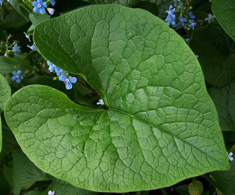 Изображение особи Brunnera sibirica.