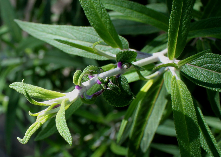 Изображение особи Salvia leucantha.