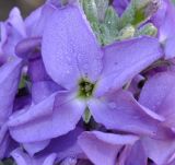 Matthiola incana