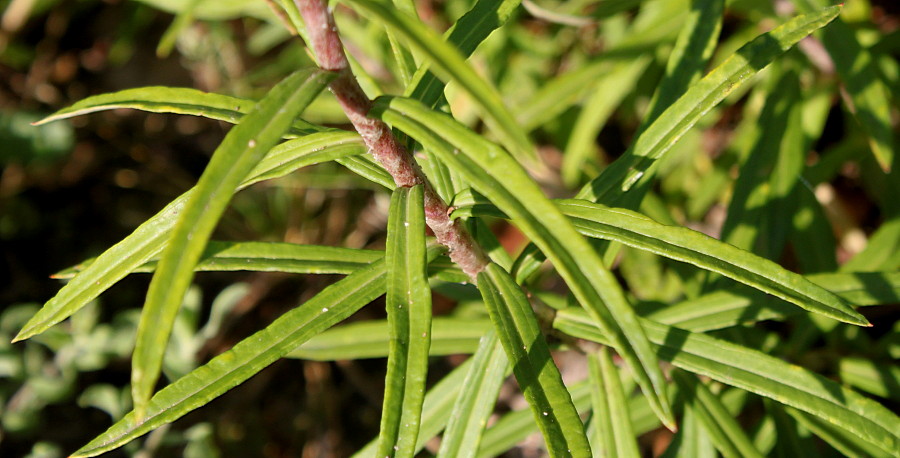 Изображение особи Anaphalis nepalensis.