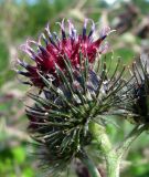 Arctium tomentosum