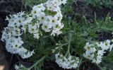 Argusia rosmarinifolia