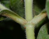 Lomelosia prolifera