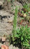 Phleum phleoides. Соцветие. Абхазия, Гудаутский р-н, окр. с. Амжикухуа. 17.06.2012.