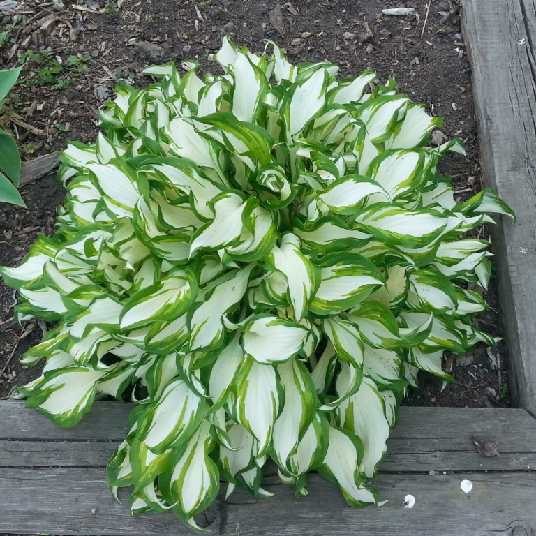 Изображение особи Hosta undulata.