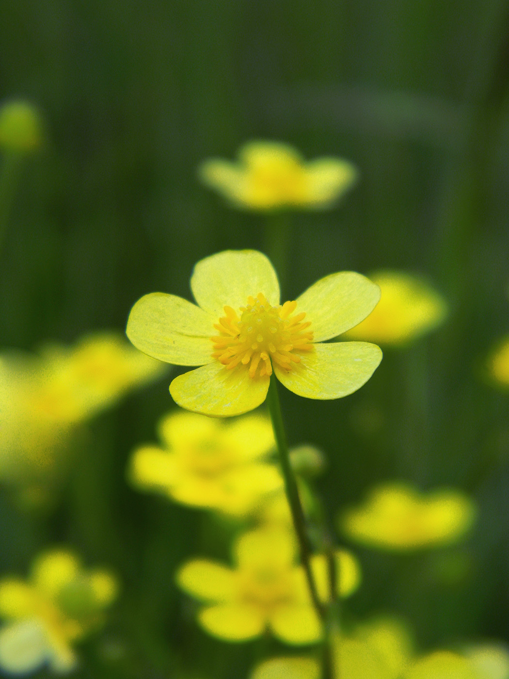 Изображение особи Ranunculus flammula.