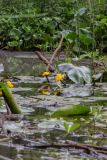 Nuphar lutea