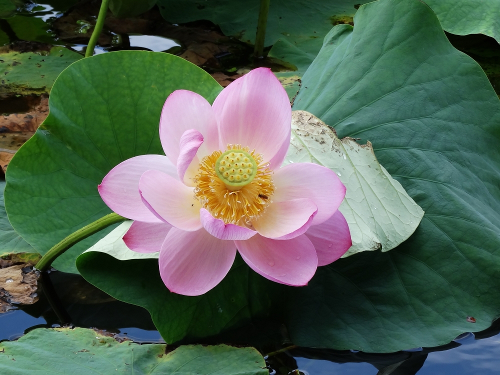 Изображение особи Nelumbo komarovii.