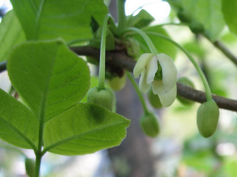 Изображение особи Schisandra chinensis.