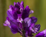 Polygala comosa