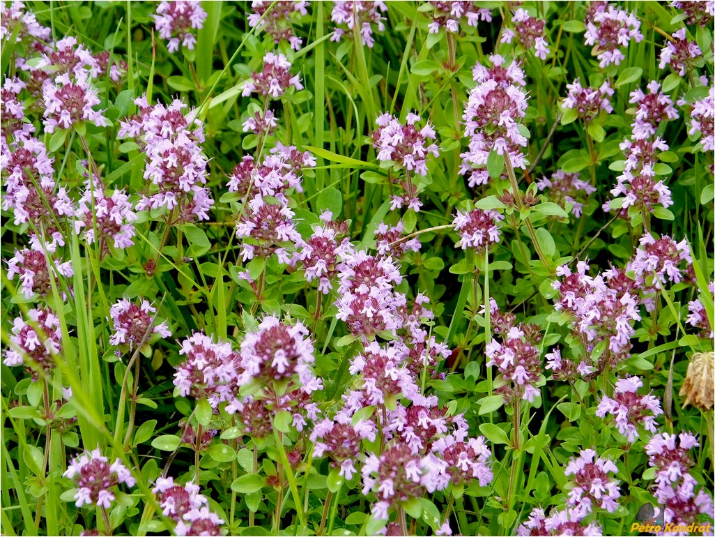 Изображение особи Thymus pulegioides.