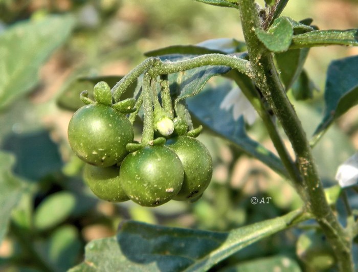 Изображение особи Solanum nigrum.