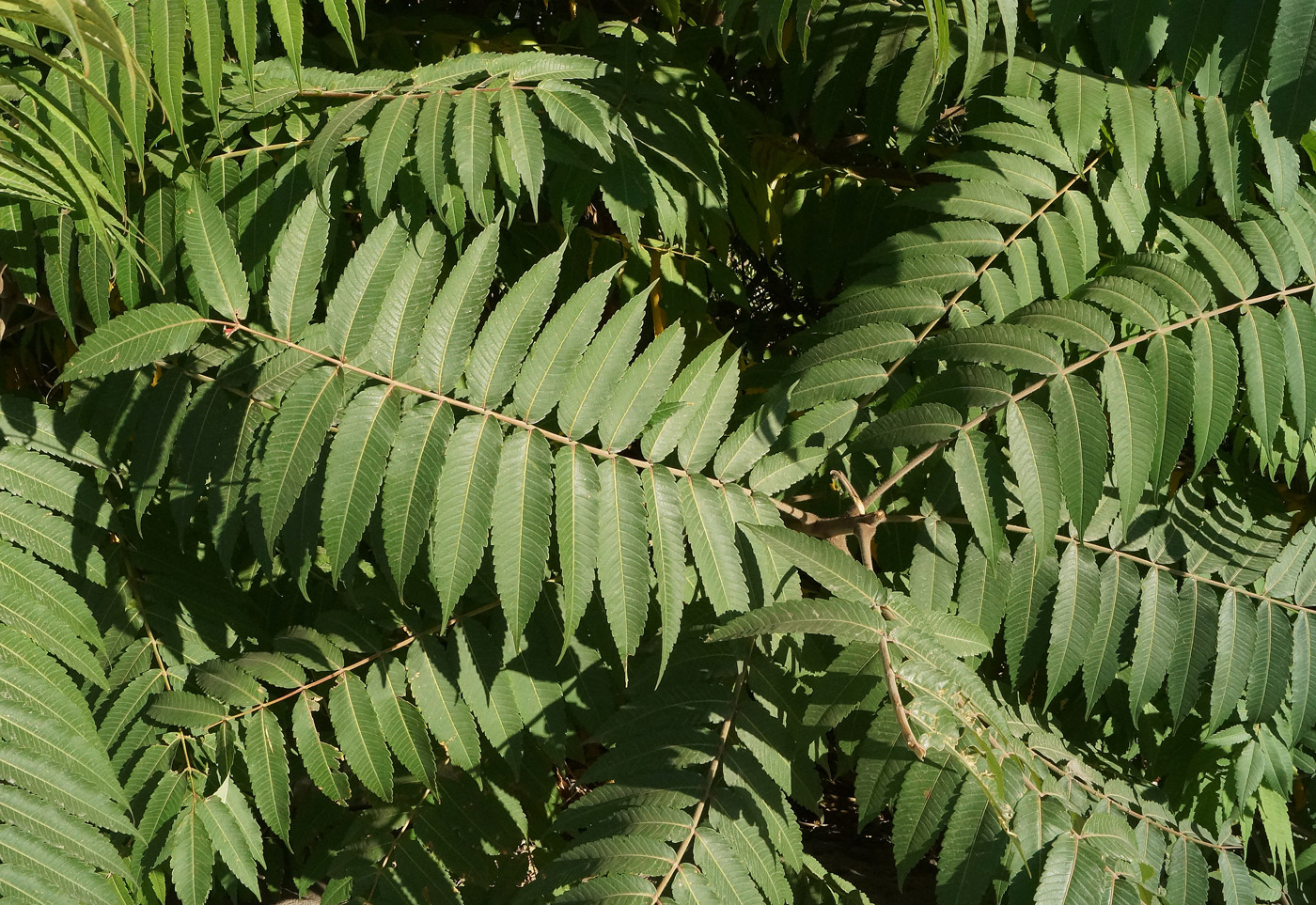 Изображение особи Rhus typhina.