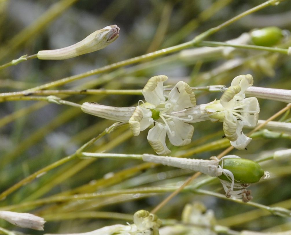 Изображение особи Silene parnassica ssp. dionysii.