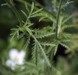 Anthemis tinctoria