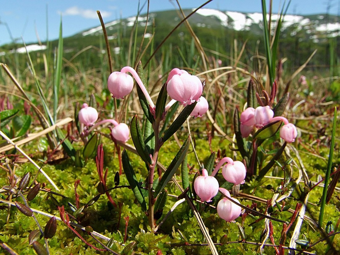 Изображение особи Andromeda polifolia.