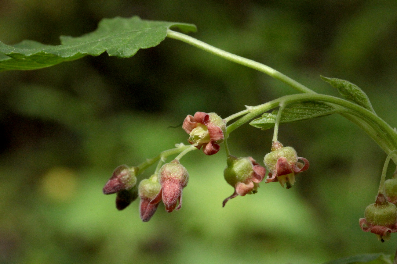 Изображение особи Ribes nigrum.