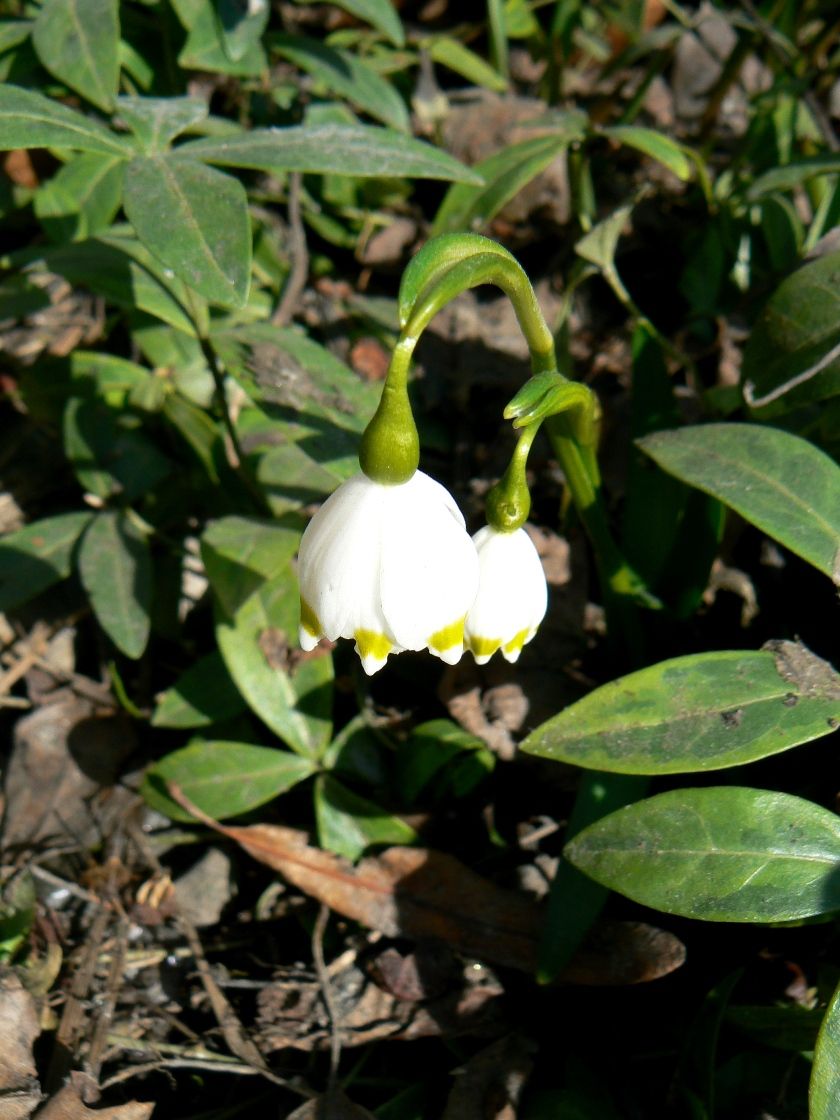 Изображение особи Leucojum vernum.