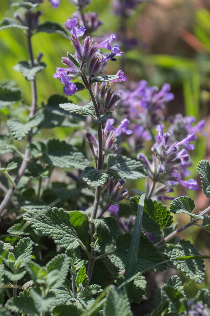 Изображение особи род Nepeta.