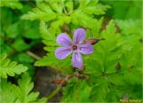 Geranium robertianum. Цветок и бутон. Украина, Львовская обл., Сколевский р-н, национальный природный парк \"Сколевские Бескиды\", окр. с. Каменка, буковый лес, каменистые россыпи на берегу ручья. 19.05.2018.