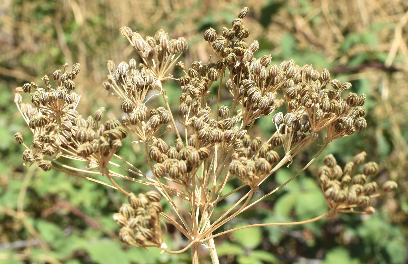 Изображение особи Conium maculatum.