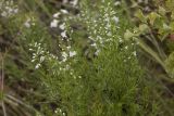 Veronica pinnata