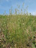 Festuca valesiaca