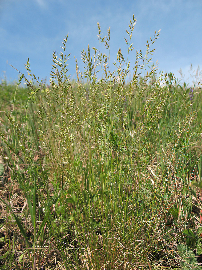 Изображение особи Festuca valesiaca.