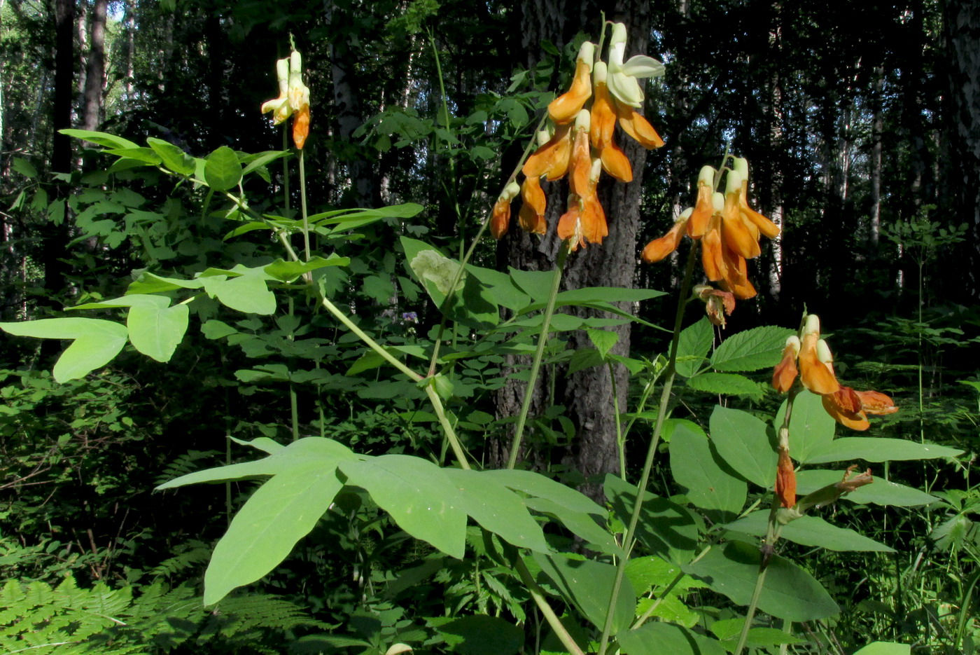 Изображение особи Lathyrus gmelinii.