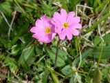 Primula nutans