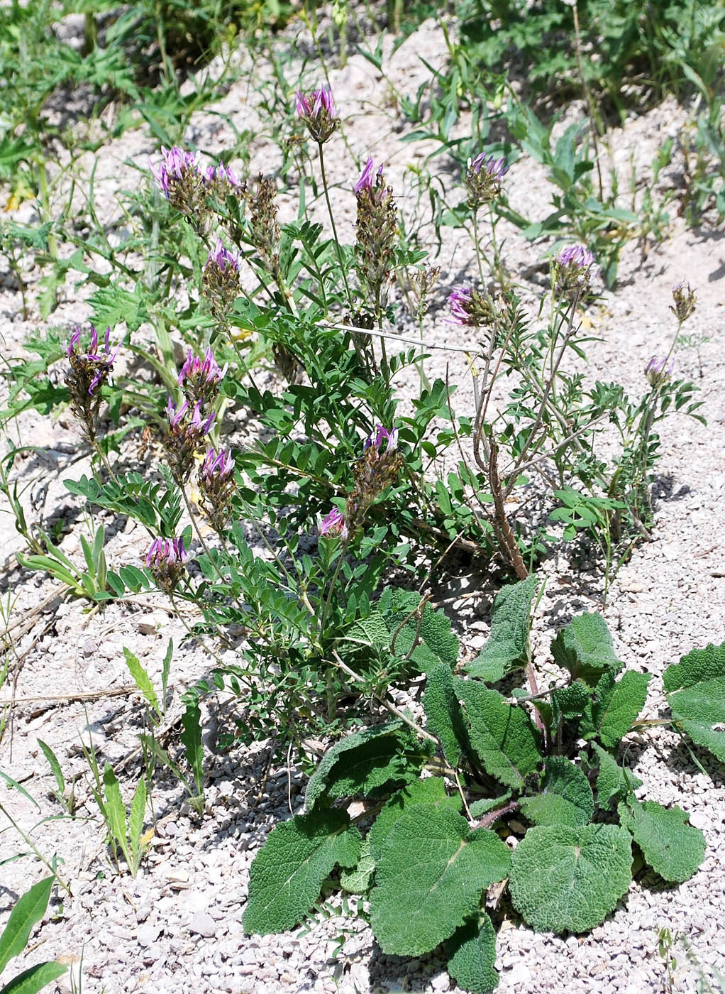 Изображение особи Astragalus ugamicus.