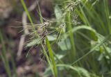 Poa bulbosa ssp. vivipara