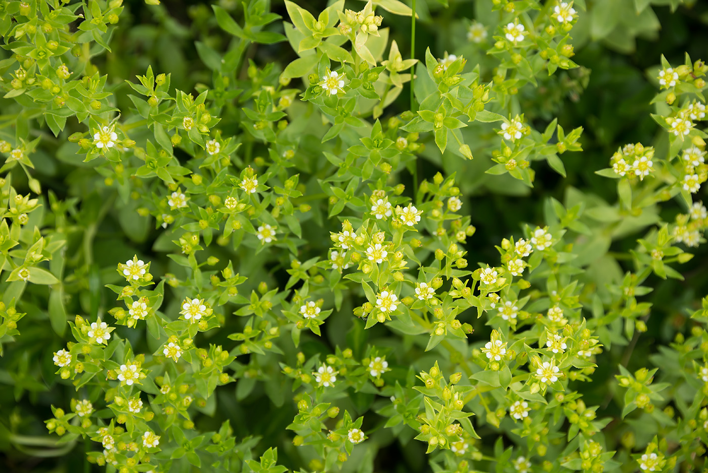 Изображение особи Honckenya peploides ssp. major.