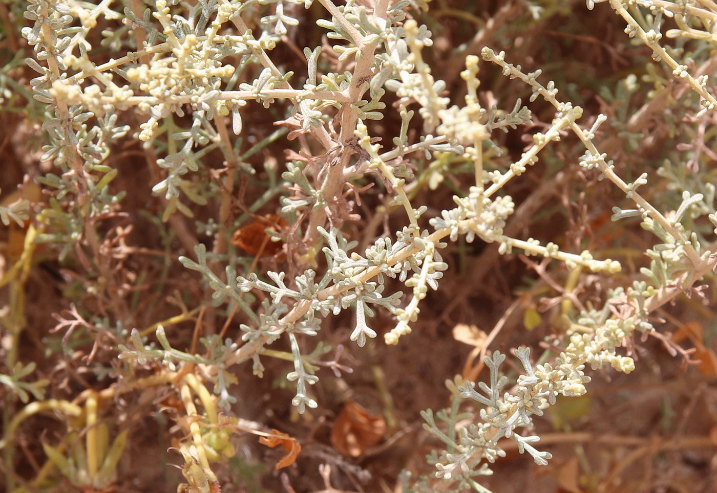 Изображение особи Artemisia herba-alba.